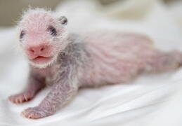 11 day old giant panda cub