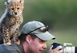 Baby Cheetah sitting on a photographers shoulders
