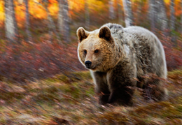 bear-in-motion-finland