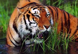 Bengal-Tiger