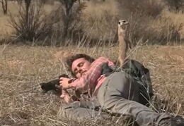 Meerkat on photographer