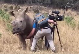Photographer gives Rhino a belly rub