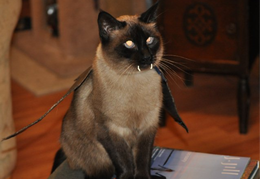 Vampire Siamese Cat