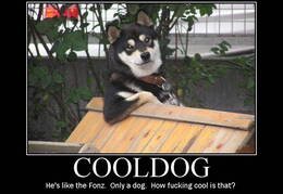 Cool-Dog