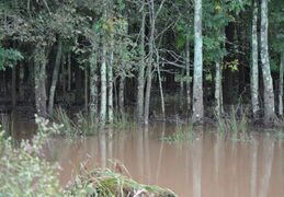 Trump Natnl DC after Tropical Storm Lee 012