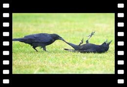 Incredible CROWS Being Absolutely Hilarious! ???? ⬛???? Funniest Animals Caught on Camera
